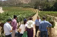 California permitir� ingresar hasta seis litros de vino mexicano por tierra desde 2027