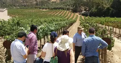 Valle de Guadalupe