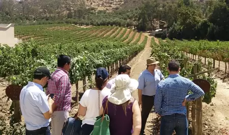 Valle de Guadalupe