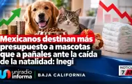Mexicanos destinan m�s presupuesto a mascotas que a pa�ales ante la ca�da de la natalidad: Inegi