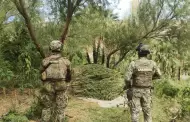Marina localiza, asegura e incinera 15 plant�os y cuatro secaderos de presunta marihuana, al sur del municipio de Tecate