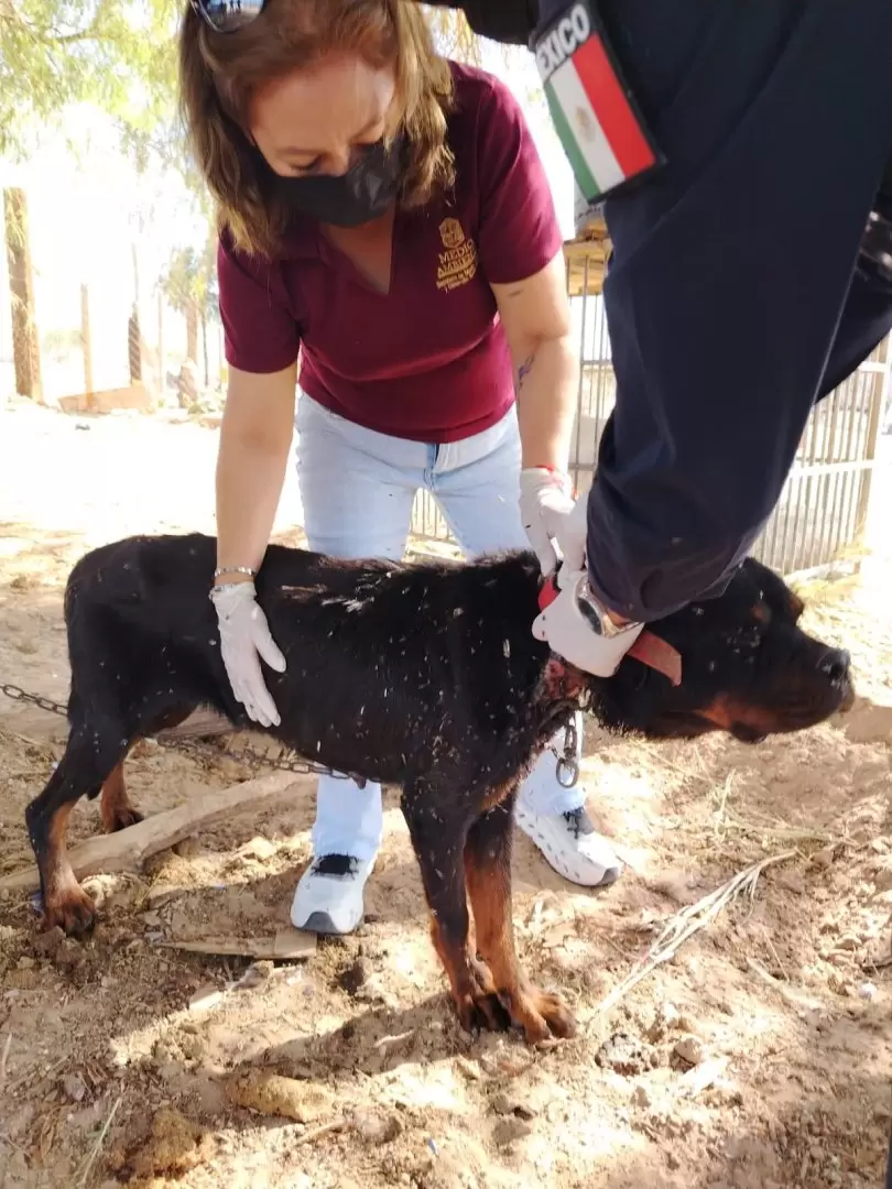 Rescatan animales víctimas de maltrato en el ejido Villa Zapata