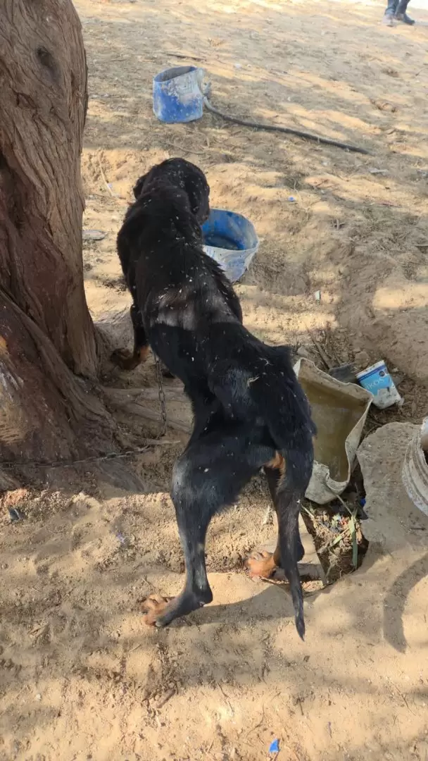 Rescatan animales víctimas de maltrato en el ejido Villa Zapata