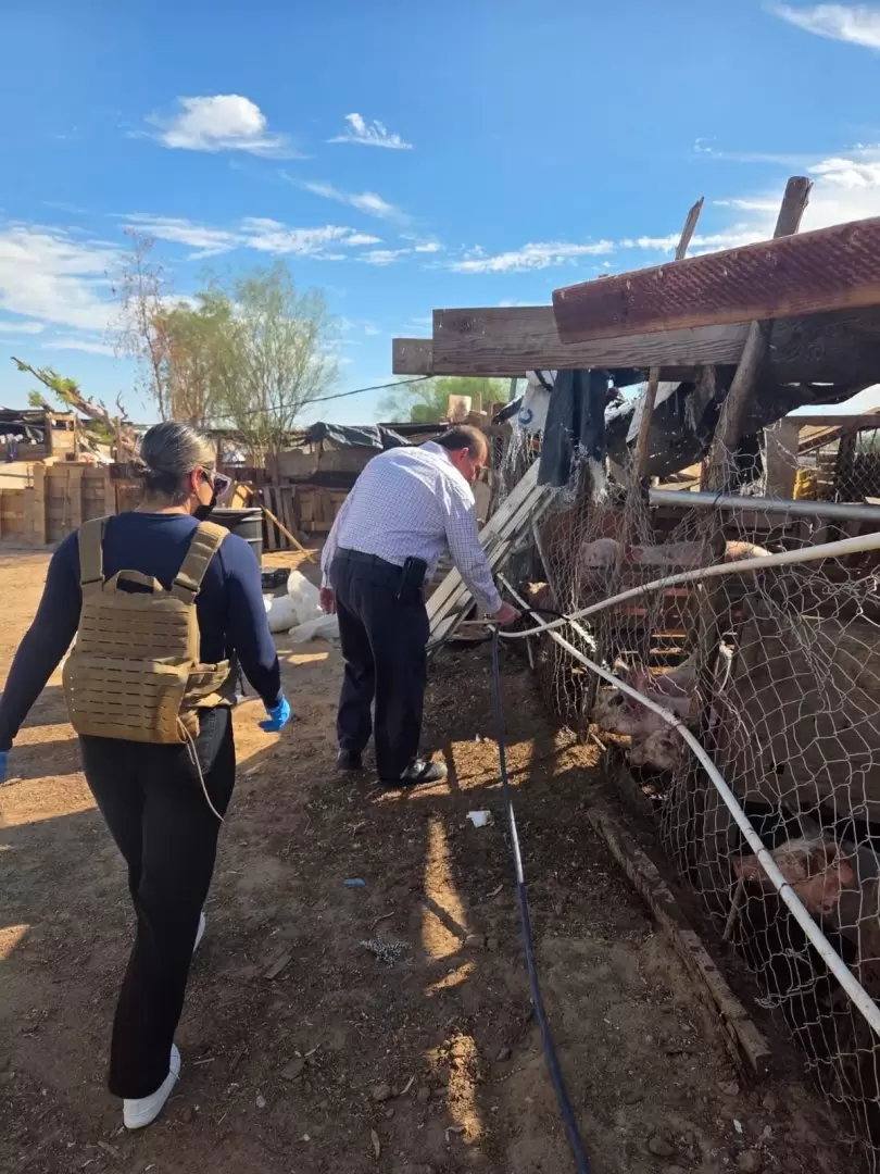 Rescatan animales víctimas de maltrato en el ejido Villa Zapata