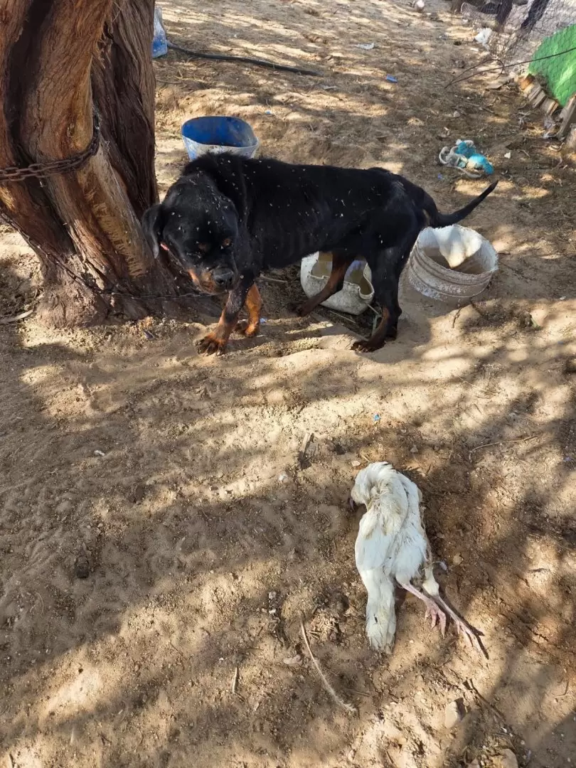 Rescatan animales víctimas de maltrato en el ejido Villa Zapata