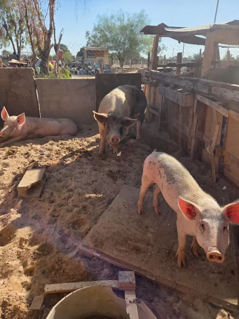 Rescatan animales víctimas de maltrato en el ejido Villa Zapata
