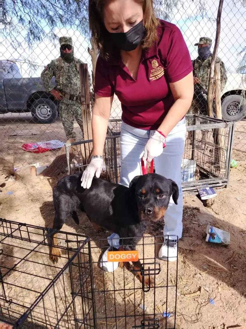 Rescatan animales víctimas de maltrato en el ejido Villa Zapata
