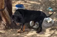 Rescatan animales v�ctimas de maltrato en el ejido Villa Zapata