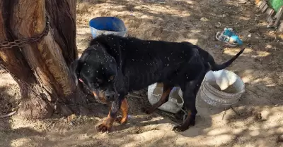 Rescatan animales v�ctimas de maltrato en el ejido Villa Zapata