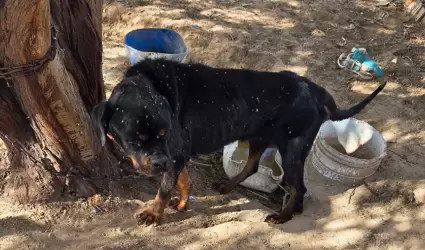 Rescatan animales v�ctimas de maltrato en el ejido Villa Zapata