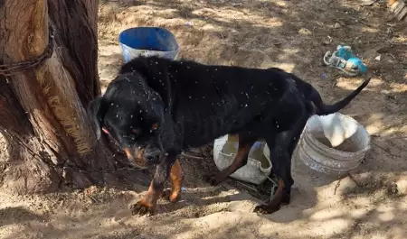 Rescatan animales v�ctimas de maltrato en el ejido Villa Zapata