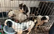 FGE asegura cuatro caninos en condiciones de vulnerabilidad durante cateo en Tijuana