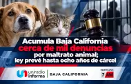 Acumula Baja California cerca de mil denuncias por maltrato animal; ley prev� hasta ocho a�os de c�rcel