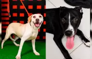 202 perros y 39 gatos del Santuario Animal Mily buscan familia; consulte el padr�n digital de adopci�n