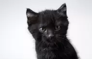 Reitera Secretar�a de Medio Ambiente reforzar el resguardo de animales de compa��a negros ante festejos de Halloween