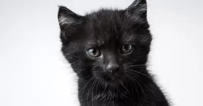 gato negro