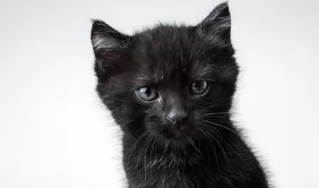 gato negro