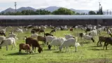 Cabras