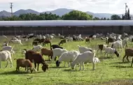 Las cabras reducen el riesgo de incendios forestales en el parque Star Valley en un programa piloto del condado de New