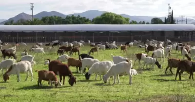 Cabras