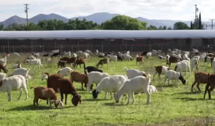 Cabras
