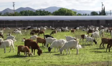 Cabras